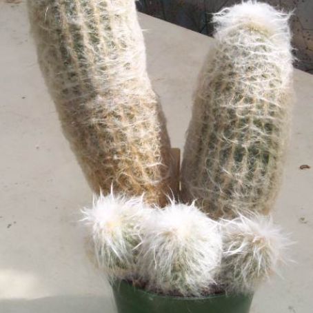 espostoa 4 - espostoa