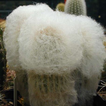 espostoa 5 - espostoa