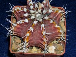 gymnocalycium-gymnocalycium