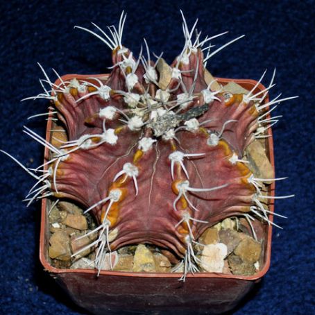 gymnocalycium 5 - gymnocalycium