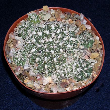 gymnocalycium 1 - gymnocalycium