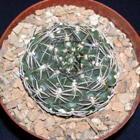 gymnocalycium 4 - gymnocalycium