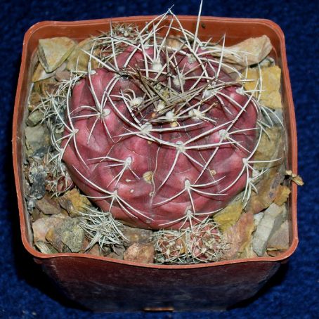 gymnocalycium 2 - gymnocalycium