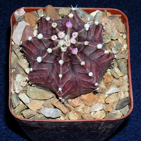 gymnocalycium 3 - gymnocalycium