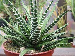 haworthia-havortia