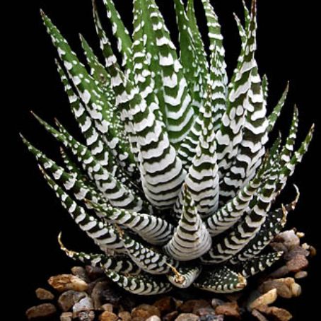 haworthia 3 - havortia