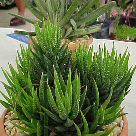 haworthia 1 - havortia