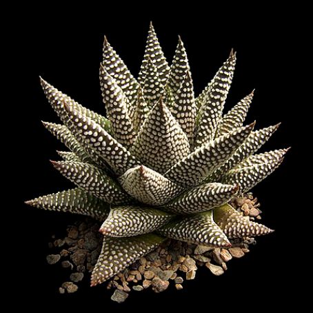 haworthia 4 - havortia