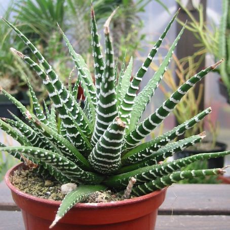 haworthia 2 - havortia