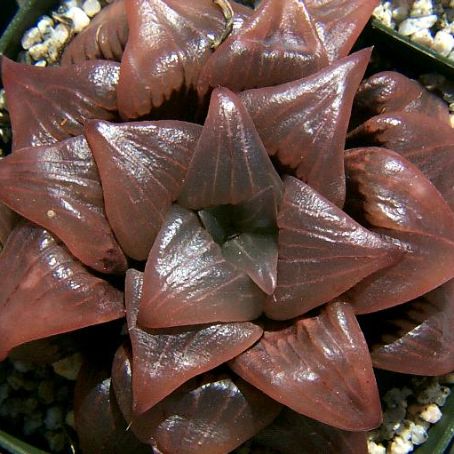 haworthia 5 - havortia