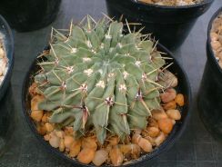../plante-si-flori/photos/cactusi/leuchtembergia-5623666.jpg