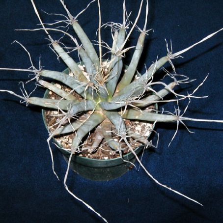 leuchtembergia 1 - leuchtembergia