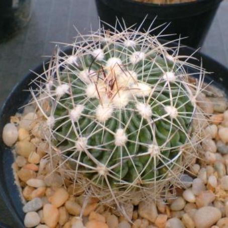 leuchtembergia 4 - leuchtembergia
