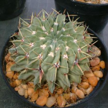 leuchtembergia 3 - leuchtembergia