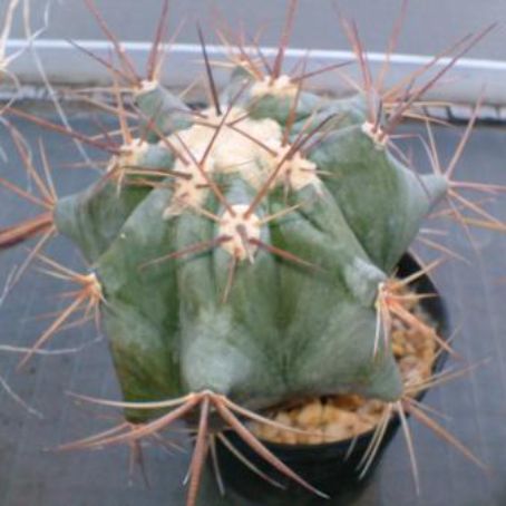 leuchtembergia 2 - leuchtembergia