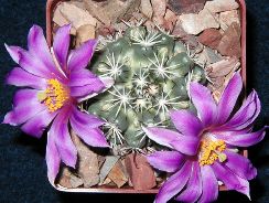 mammillaria-mammillaria