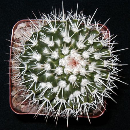 mammillaria 1 - mammillaria