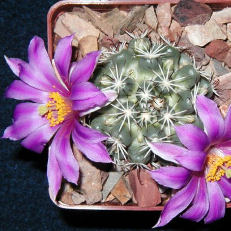 mammillaria 3 - mammillaria