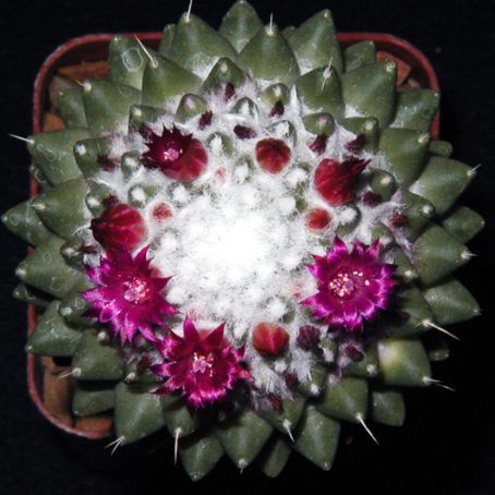mammillaria 2 - mammillaria