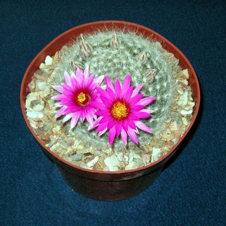 mammillaria 5 - mammillaria