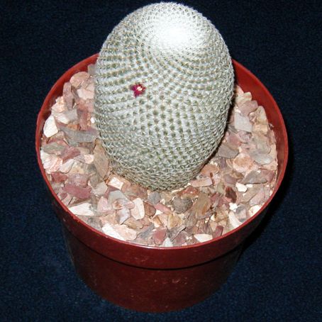 mammillaria 4 - mammillaria