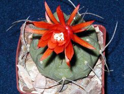 matucana-matucana