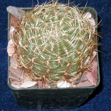 matucana 3 - matucana