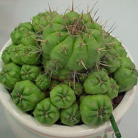 matucana 2 - matucana