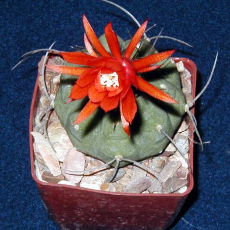 matucana 1 - matucana