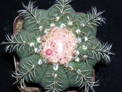 melocactus-melocactus