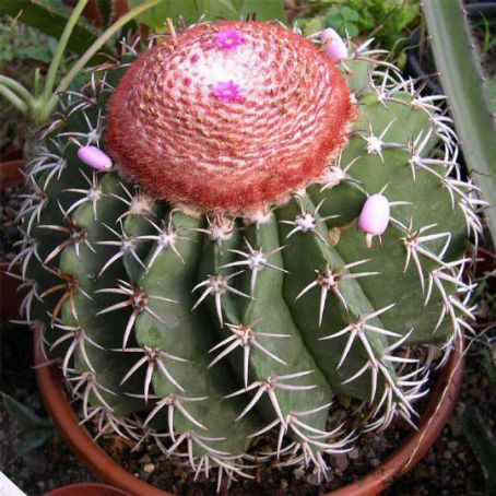 melocactus 3 - melocactus
