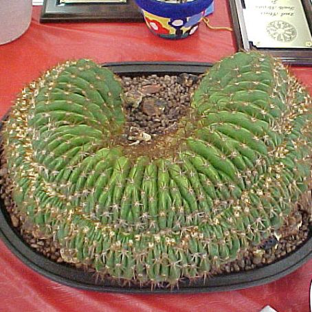 melocactus 2 - melocactus