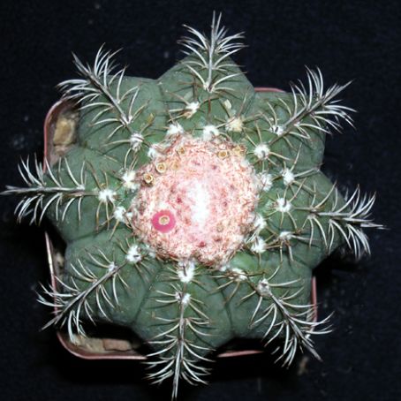 melocactus 1 - melocactus
