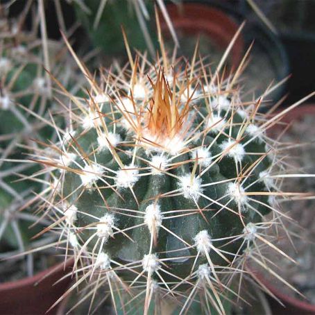 melocactus 5 - melocactus