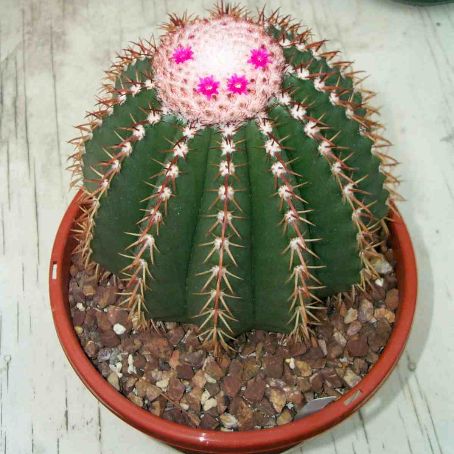 melocactus 4 - melocactus