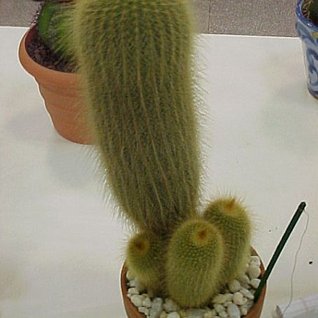 notocactus 2 - notocactus