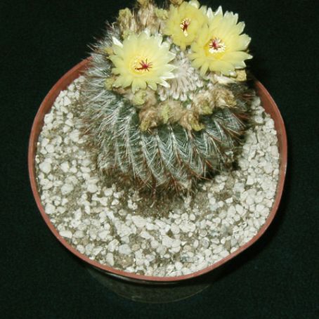 notocactus 1 - notocactus