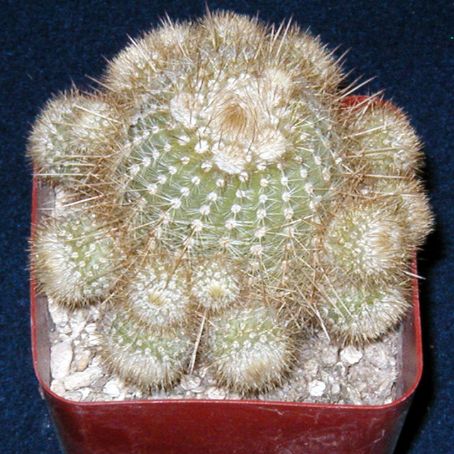 notocactus 5 - notocactus