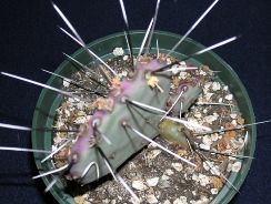 ../plante-si-flori/photos/cactusi/opuntia-3359350.jpg