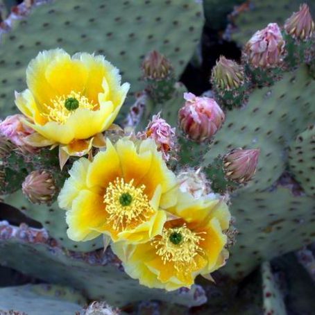 opuntia 4 - opuntia