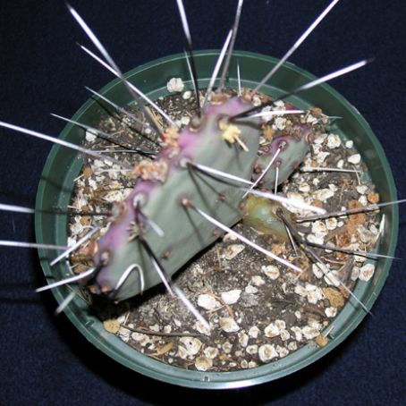 opuntia 1 - opuntia