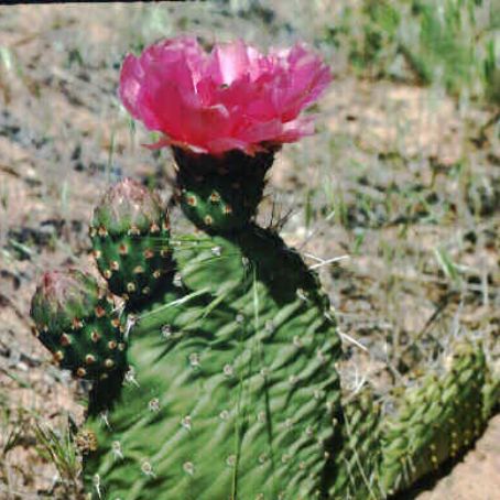 opuntia 2 - opuntia