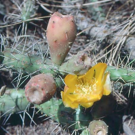 opuntia 3 - opuntia