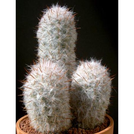 oreocereus 3 - oreocereus