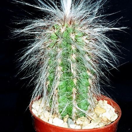 oreocereus 4 - oreocereus