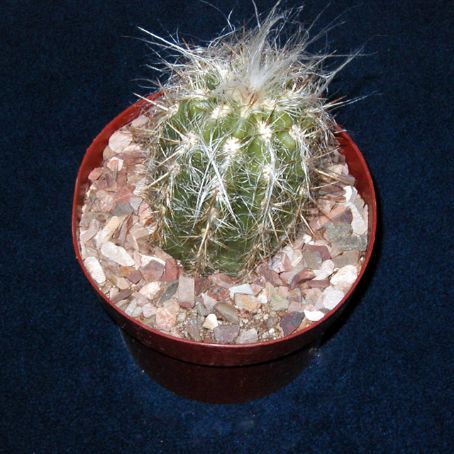 oreocereus 2 - oreocereus
