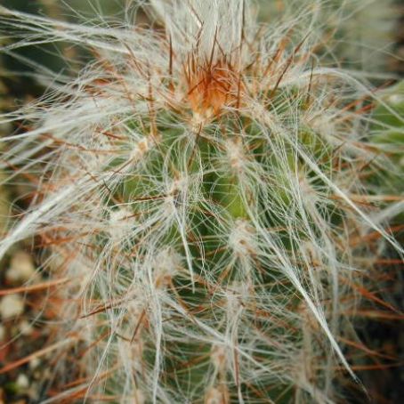 oreocereus 5 - oreocereus