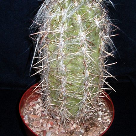 oreocereus 1 - oreocereus