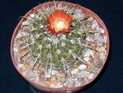 ../plante-si-flori/photos/cactusi/parodia-6408706.jpg