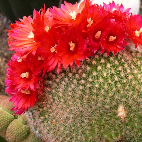 parodia 5 - parodia